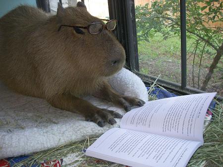 capy-reading